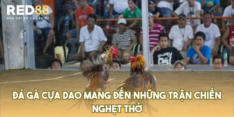 đá gà cựa dao