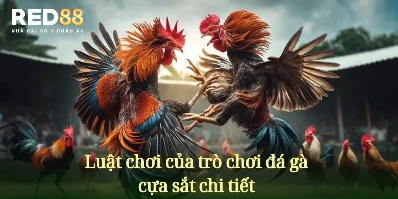 Luật chơi của trò chơi đá gà có cựa sắt chi tiết