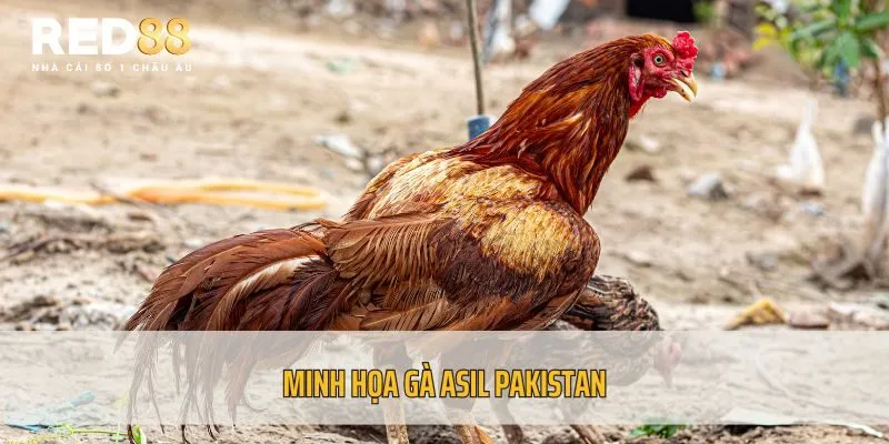 Minh họa gà Asil Pakistan