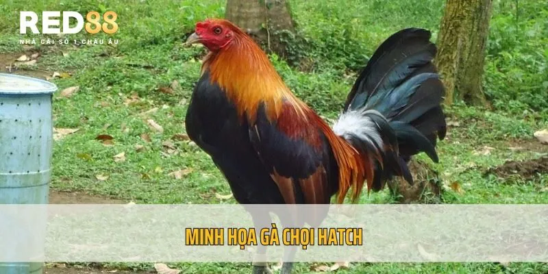 Minh họa gà chọi Hatch