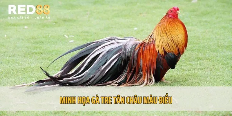 Minh họa gà tre Tân Châu màu điều